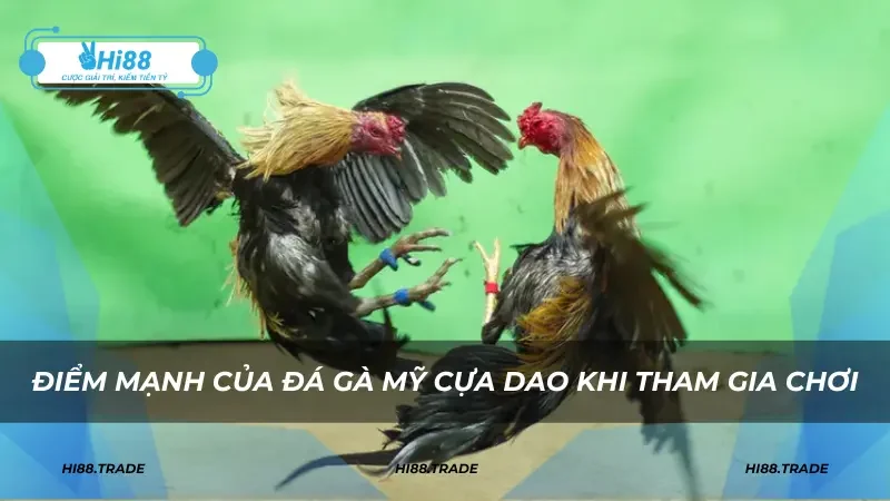 Điểm mạnh của đá gà Mỹ cựa dao khi tham gia chơi