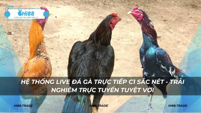 Hệ thống live đá gà trực tiếp C1 sắc nét - Trải nghiệm trực tuyến tuyệt vời