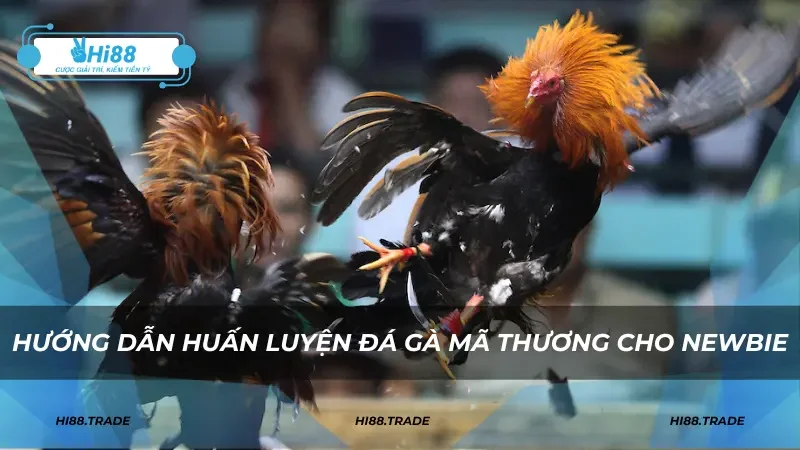 Hướng dẫn huấn luyện đá gà mã thương cho newbie