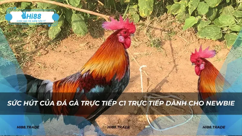 Sức hút của đá gà trực tiếp C1 trực tiếp dành cho newbie