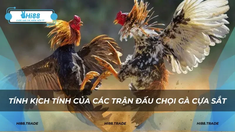 Tính kịch tính của các trận đấu chọi gà cựa sắt