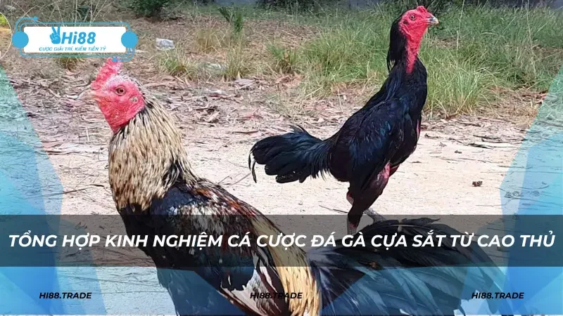 Tổng hợp kinh nghiệm cá cược đá gà cựa sắt từ cao thủ