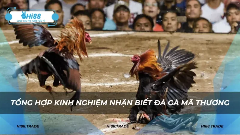 Tổng hợp kinh nghiệm nhận biết đá gà mã thương