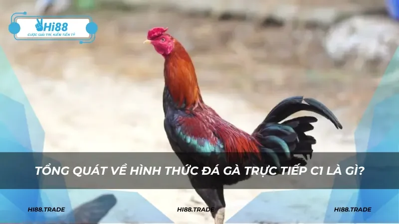 Tổng quát về hình thức đá gà trực tiếp C1 là gì?