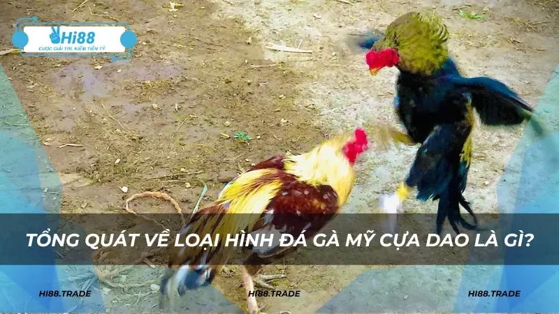 Tổng quát về loại hình đá gà Mỹ cựa dao là gì?